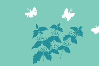 How to attract butterflies to your garden