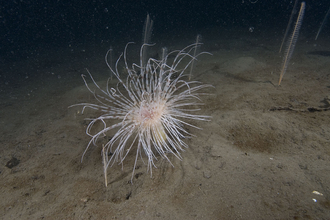 Fireworks anemone wildlife trust