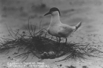 Sandwich tern at Blakeney Point, Norfolk - one of 284 special wildlife sites identified by Charles Rothschild and his colleagues