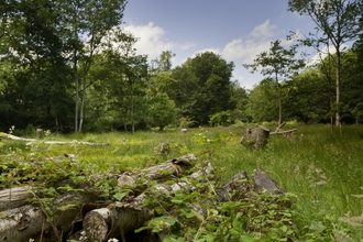 Ebernoe Common Sussex Wildlife Trust