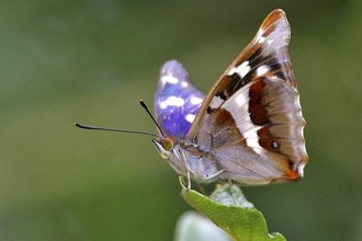 Purple emperor - Keith Warmington