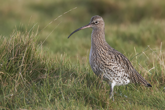 curlew in field