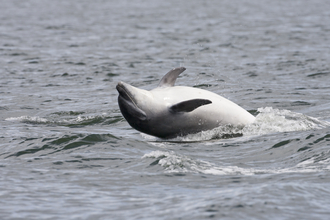 dolphin Wildlife Trust