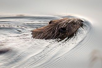 Beaver at Loch of the Lowes, Scottish Wildlife Trust (c) Ron Walsh