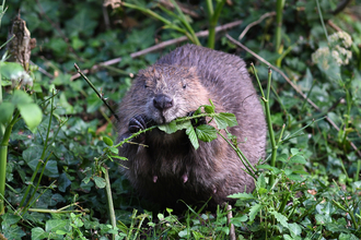 Beaver image (C) David Parkyn