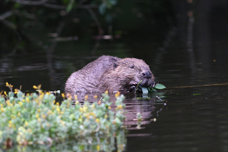 Beaver eating