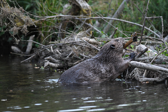 A beaver adding to her dam in Cornwall (C) David Parkyn