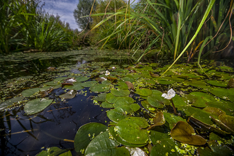 Gwent levels wildlife trust