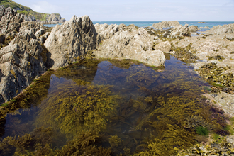 Rockpool