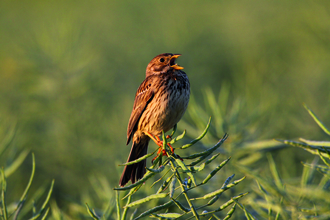 Corn bunting singing at Vine House Farm