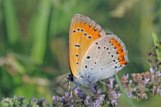 Large copper butterfly