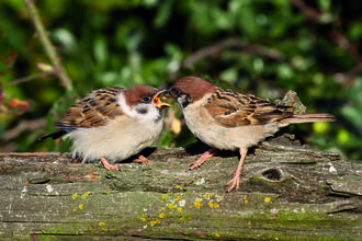 Tree sparrow feeding young at Vine House Farm