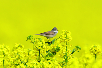 Whitethroat on Vine House Farm