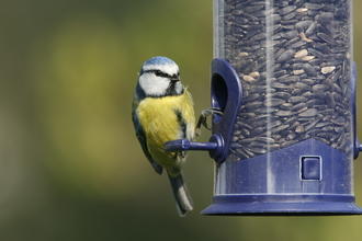 Blue tit (c )Nicholas Watts, Vine House Farm Bird Food