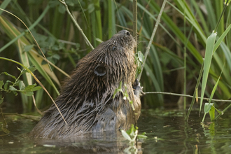 Beaver reaching to eat willow at Ham Fen