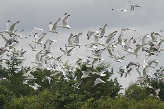 Gull flock