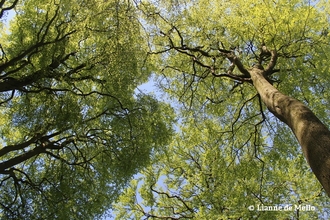 Hampshire trees