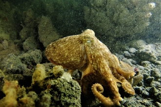 Curled octopus
