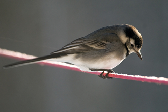 Pied wagtail