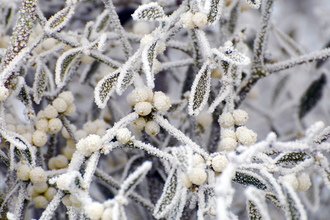 Frozen mistletoe