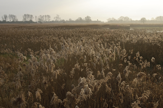 Woodwalton Fen, Great Fen 
