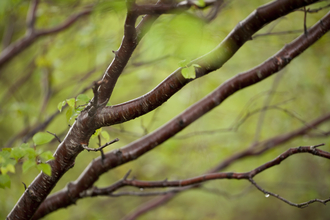 Birch tree in the rain