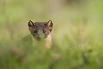 Pine marten