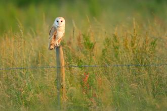 barn owl sat on a fence post