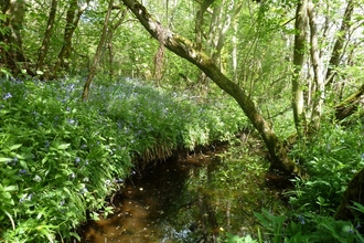 River Island Local Wildlife Site