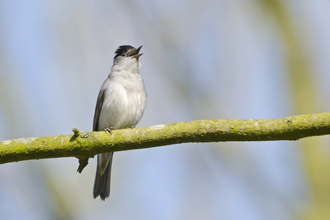 Singing blackcap