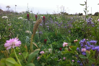 Wildflowers at Lower Smite Farm