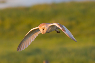 Barn owl hunting