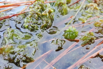 Sphagnum cuspidatum