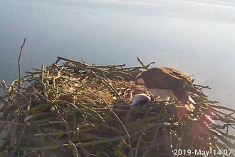 Maya and 150th osprey chick