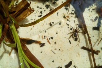 Raft spider | The Wildlife Trusts