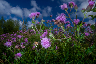 Bee at Gwent Levels