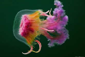 The mauve stinger jellyfish 