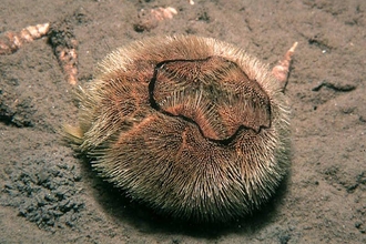 Sea urchin 
