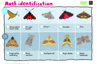 Moth identification sheet