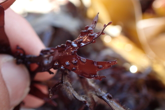 seaweed wildlife trust