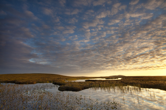 Bogbean growing on a bog peatland at dawn