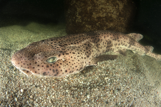 Large-spotted catshark