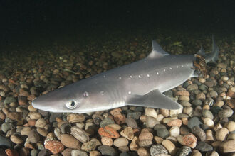 Fish - including sharks, skates and rays | The Wildlife Trusts
