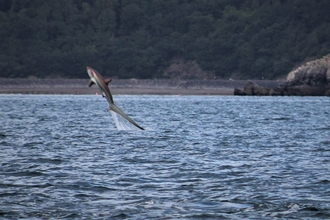 Thresher shark leaping from the water