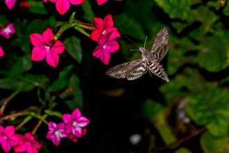 Convolvulus hawk-moth