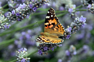 Painted lady