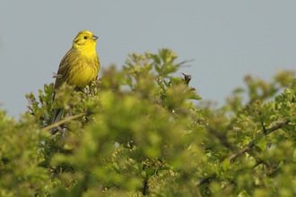 Yellowhammer in a hawthorn hedgerow