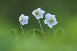Wood sorrel