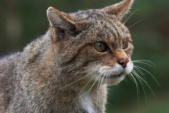 Scottish wildcat