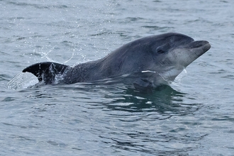 dolphin